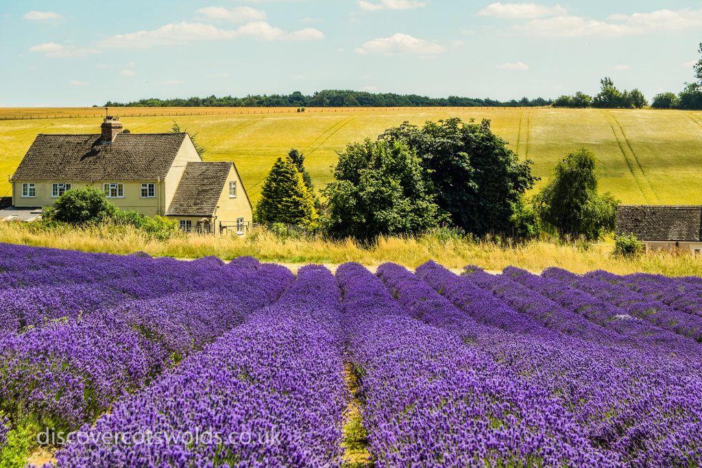 Cotswold Lavender