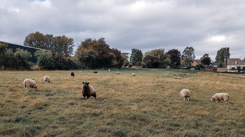 Sheep grazing in a field in the Cotswolds village of Ebrington