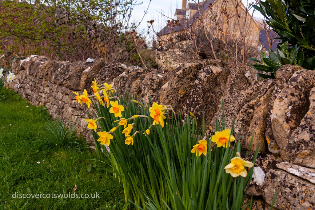 Daffodils and a Cotswold dry stone wall