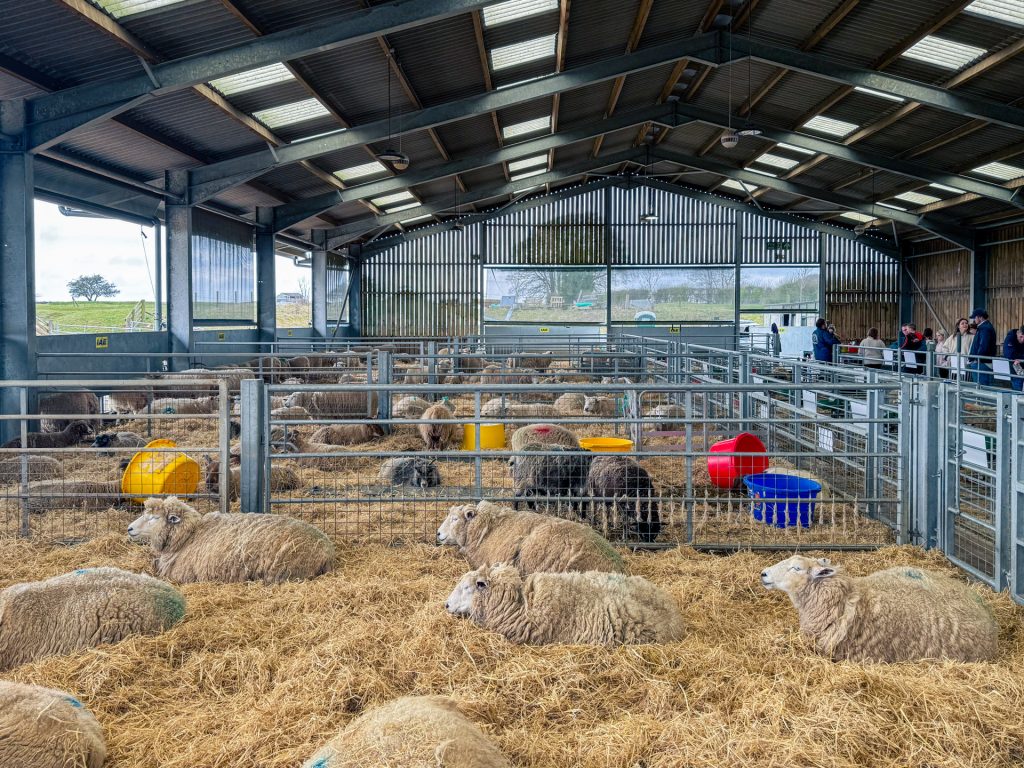 Lambing at Cotswold Farm Park