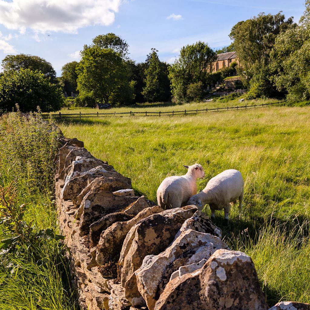 A couple of sheep behind a stone wall in Naunton