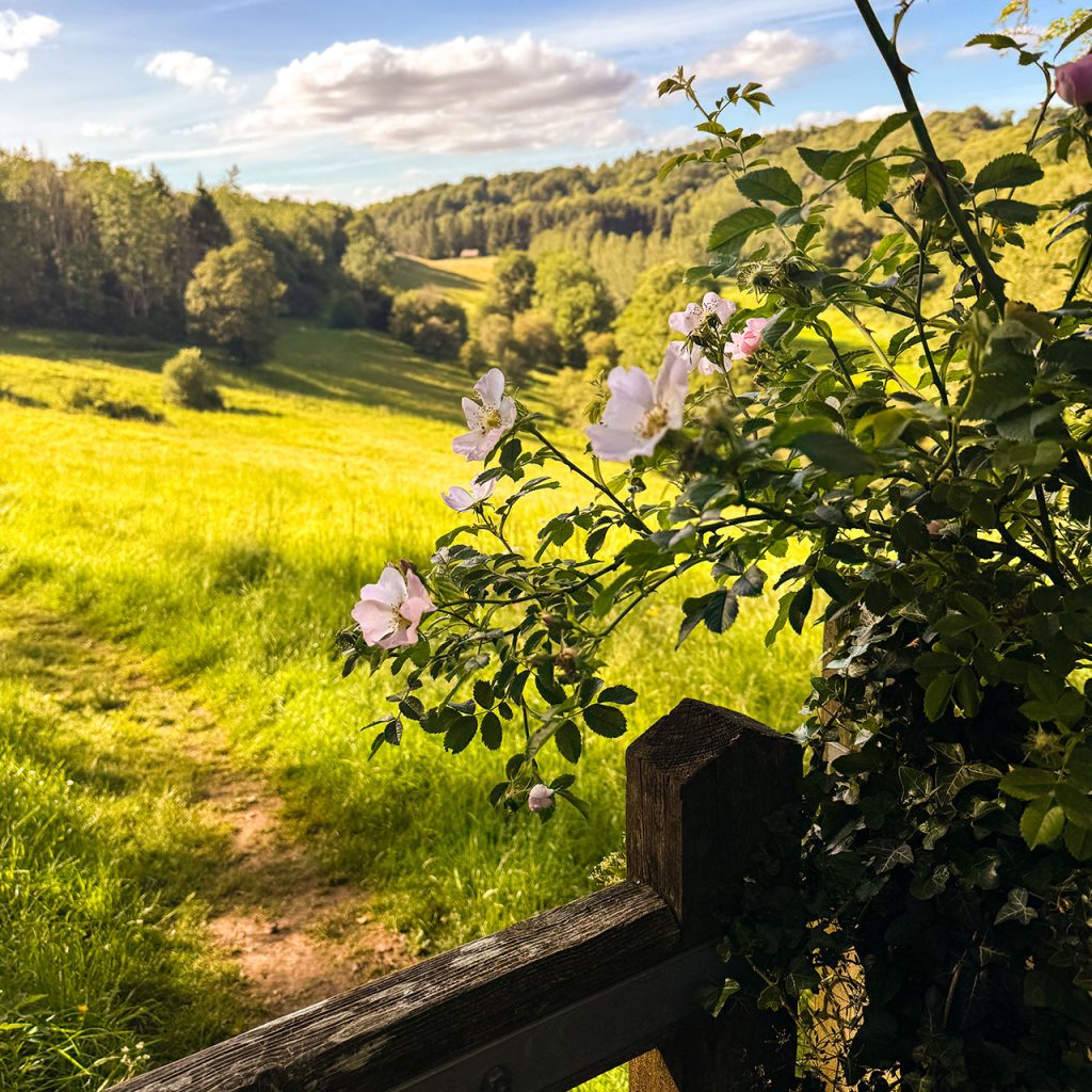 Flowers on the Warden's Way near Naunton